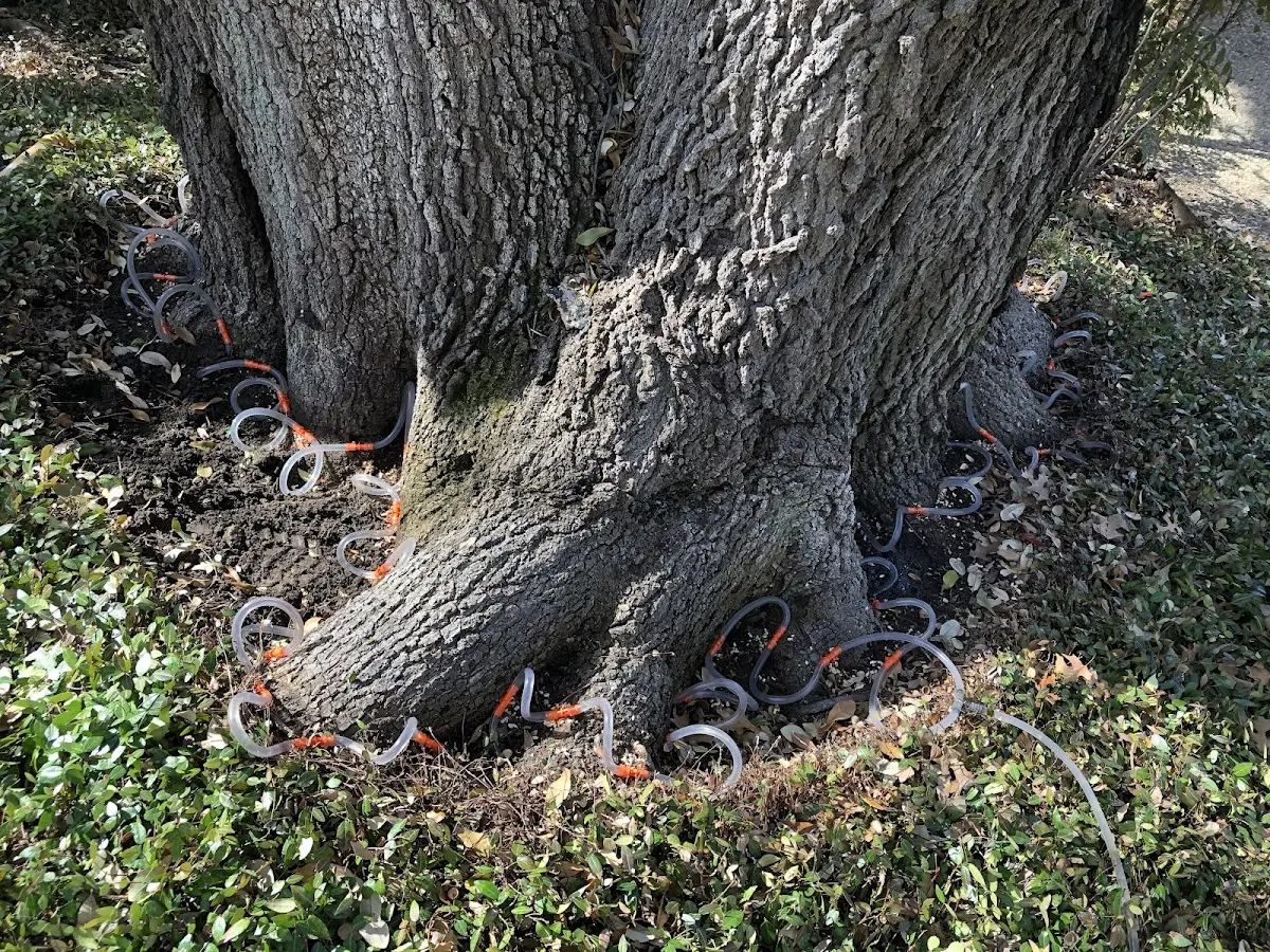 Detailed Tree Cabling and Bracing job site in Veradale
