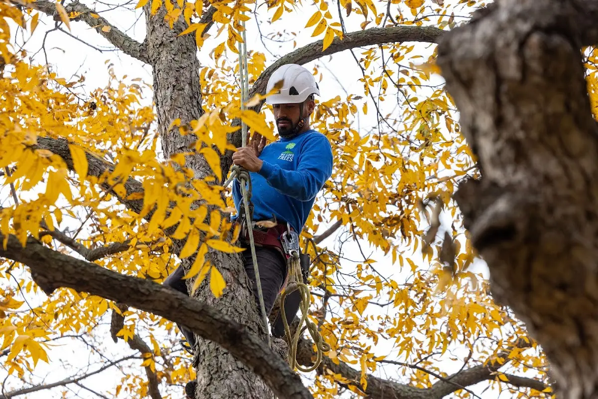Skilled Tree Planting crew working in Veradale